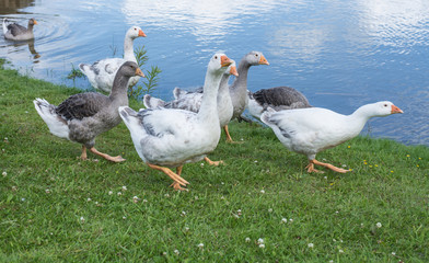 The goose (Anser caerulescens) walking on the grass near the river.