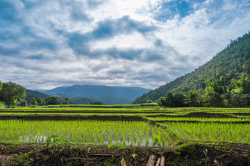 Fototapeta premium Paddy Rice Field Plantation Landscape with Mountain View Background