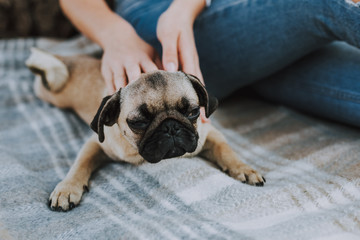 Close up of lovely pug puppy is lying on the bedspread near woman outdoors