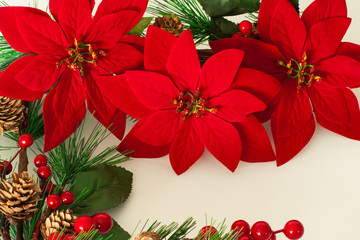 Róże betlejemskie  © Mariusz Stoszewski