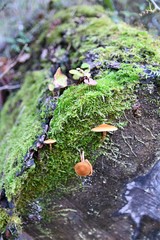 champignons sur mousse