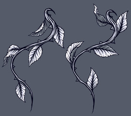 Graphic detailed black and white rose branch, stem with leaves and thorns. Isolated on gray background. Vector icon set. Vol. 4