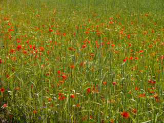 Fototapeta premium field of red poppies