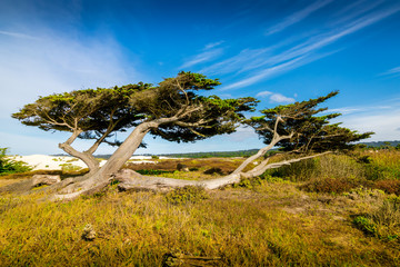 Two wind swept trees reside among the wild grass in the sandy soil of the Monterey coast.