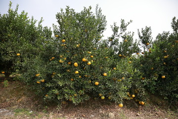 Fototapeta na wymiar citrus reticulata tree