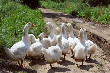 Ten dirty white geese