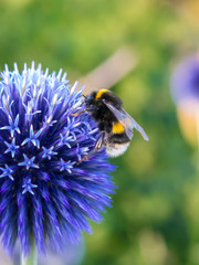 Echinops, Kugeldistel mit Hummeln