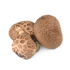 Shitake Mushroom isolate on white background