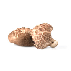 Shitake Mushroom isolate on white background