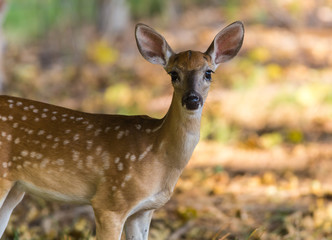 Alert White Tail Fawn