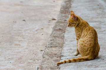 nice brown cat on the sidewalk. Negative space
