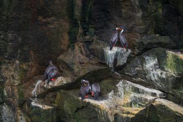 Couples of Lille cormorant in a cliff, Humboldt Penguin National Park in Punta de Choros, Chile