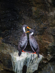 Couples of Lille cormorant in a cliff, Humboldt Penguin National Park in Punta de Choros, Chile