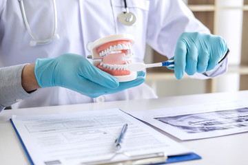 Dentist hand holding of jaw model of teeth and cleaning dental with toothbrush