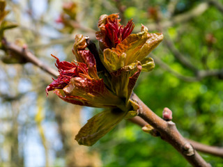 buds on tree