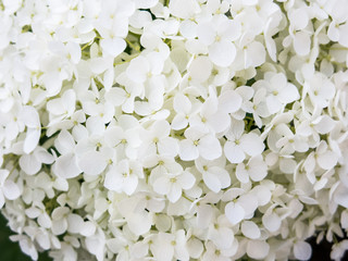 Kleine weißen Blüten