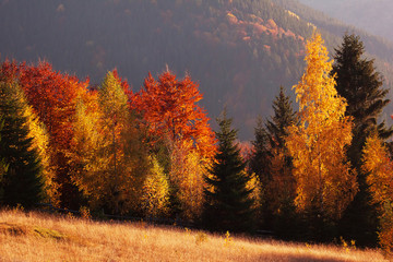 Fantastic sunny day in the mountains - view of autumn forest and in the Carpathians