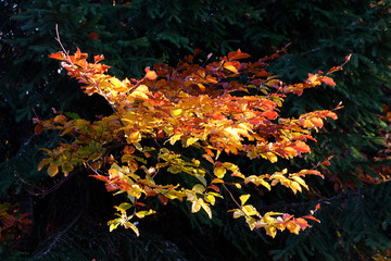 Orange, green and red colours of autumn forest leaves in Carpathian mountains