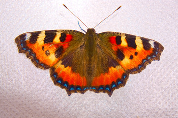 Fototapeta na wymiar Butterfly urticaria on a white background.