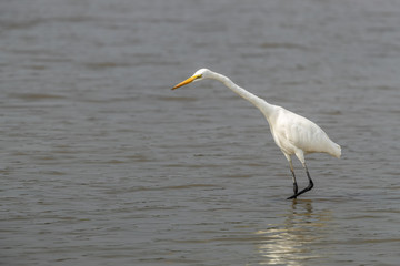 Great Egret (Ardea alba) seeking food