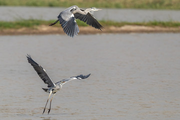 Gray Heron (Ardea cinerea) perching in pond at wetland of Hong Kong