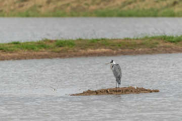 Gray Heron (Ardea cinerea) perching in pond at wetland of Hong Kong