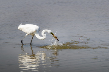 Great Egret (Ardea alba) seeking food