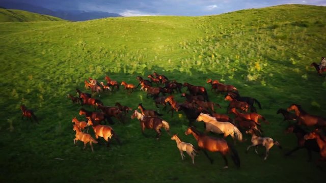 The herd of horses is grazing in the foothills of Alma-ata.