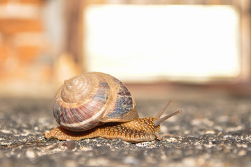Little snail crawling on spring sun. Burgundy snail, Helix, Roman snail, edible snail or escargot crawling