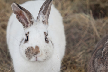 cute white rabbit with hay