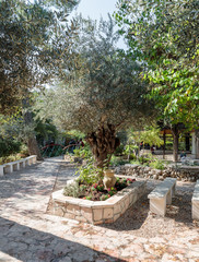 Fragment of a garden in The Garden Tomb Jerusalem located in East Jerusalem, Israel