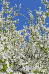 Blooming cherry. White flowers against blue sky. Plum blossom in full bloom. Spring flowering garden.