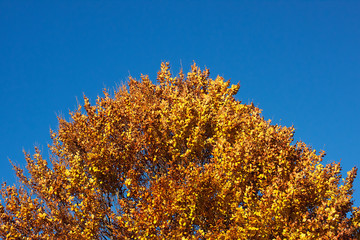 Fantastic sunny day - view of autumn golden tree in the Carpathians