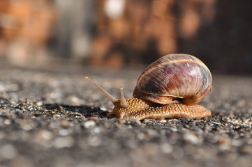 Little snail crawling on spring sun. Burgundy snail, Helix, Roman snail, edible snail or escargot crawling