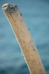 Fototapeta premium Bois flotté blanc sur fond marin branche d'arbre blanchie et minéralisée par le sel de la mer
