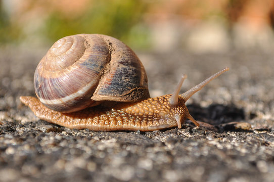 Little snail crawling on spring sun. Burgundy snail, Helix, Roman snail, edible snail or escargot crawling