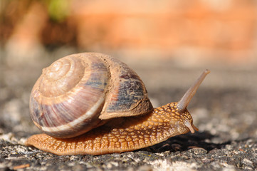 Little snail crawling on spring sun. Burgundy snail, Helix, Roman snail, edible snail or escargot crawling