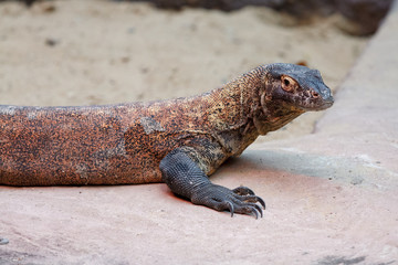 iguana on rock
