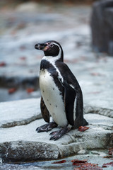 Naklejka premium gentoo penguin