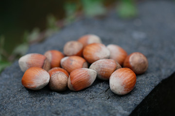 Haselnüsse