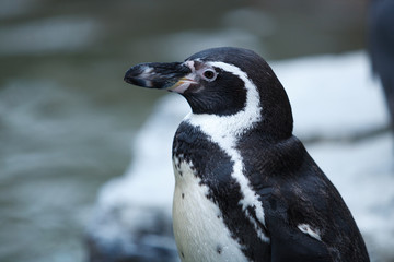 Naklejka premium gentoo penguin