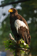 bald eagle