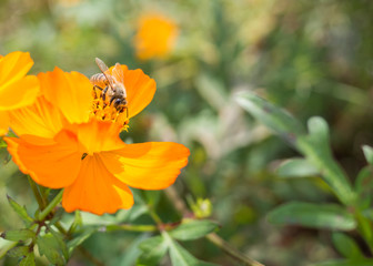 Honey bee on pollen in yellow flower  on morning day.