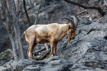 mountain goat on the rock