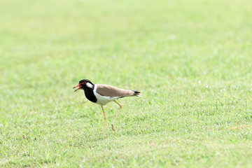 Red - wattled lapwing