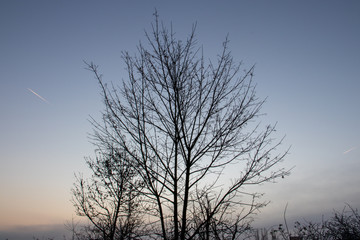 The tree at sunset