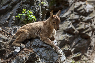 sheep on rock