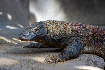 iguana on rock