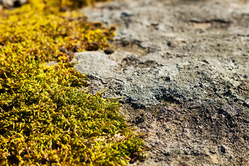 Gray stone with green moss texture background. Closeup old stone overgrown with green moss in forest.