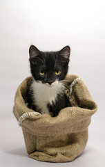 black and white kitten with yellow eyes sits in sackcloth poke bag